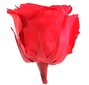 Stabiliseeritud roosid Standard hind ja info | Uinuvad roosid, taimed | kaup24.ee