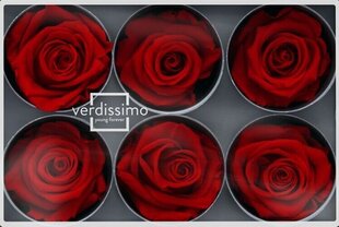 Стабилизированные розы Standard цена и информация | Спящие стабилизированные розы, растения | kaup24.ee