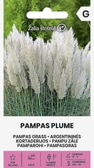 Argentiina pamparohi PAMPAS PLUME valge „ŽALIA STOTELĖ” 0,2 G hind ja info | Lilleseemned | kaup24.ee