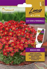 ARENDSI KIVIRIK ROCCO RED цена и информация | Семена цветов | kaup24.ee