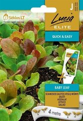 Aedsalati segu BABY LEAF „LUCIA ELITE” 4 M цена и информация | Семена овощей, ягод | kaup24.ee