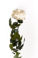 Stabiliseeritud roos Amorosa Premium Šampanja hind ja info | Uinuvad roosid, taimed | kaup24.ee