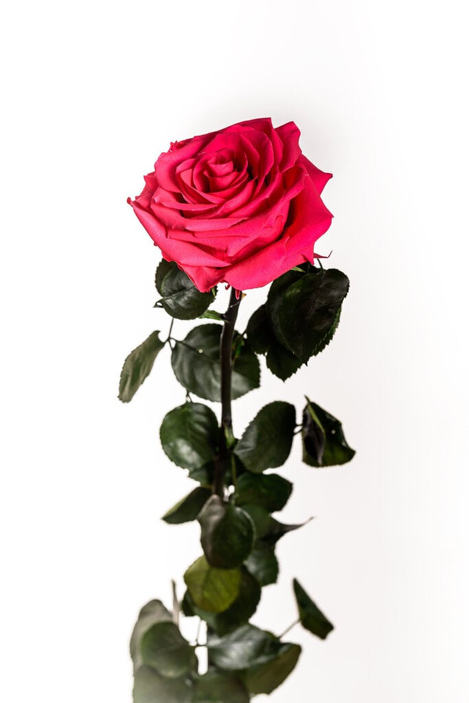 Stabiliseeritud roos Amorosa Premium dark pink hind ja info | Uinuvad roosid, taimed | kaup24.ee