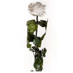 Stabiliseeritud roos Amorosa Premium valge цена и информация | Спящие стабилизированные розы, растения | kaup24.ee