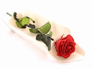 Stabiliseeritud roos Amorosa Premium, Punane цена и информация | Спящие стабилизированные розы, растения | kaup24.ee