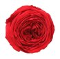 Stabiliseeritud mini pojengroos Amorosa Punane hind ja info | Uinuvad roosid, taimed | kaup24.ee