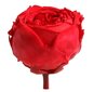 Stabiliseeritud mini pojengroos Amorosa Punane hind ja info | Uinuvad roosid, taimed | kaup24.ee