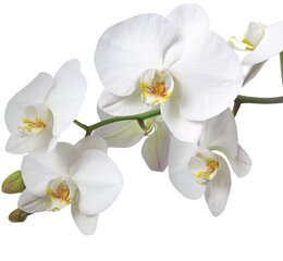 Aroomiõli 10Ml Orhidee hind ja info | Kirjatarbed | kaup24.ee