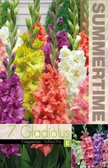 Гладиолусы крупноцветковый Ruffled mix 7 шт. цена и информация | Луковицы цветов | kaup24.ee