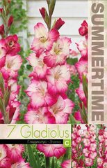 GLADIOOL SHANNA 7 TK цена и информация | Луковицы цветов | kaup24.ee