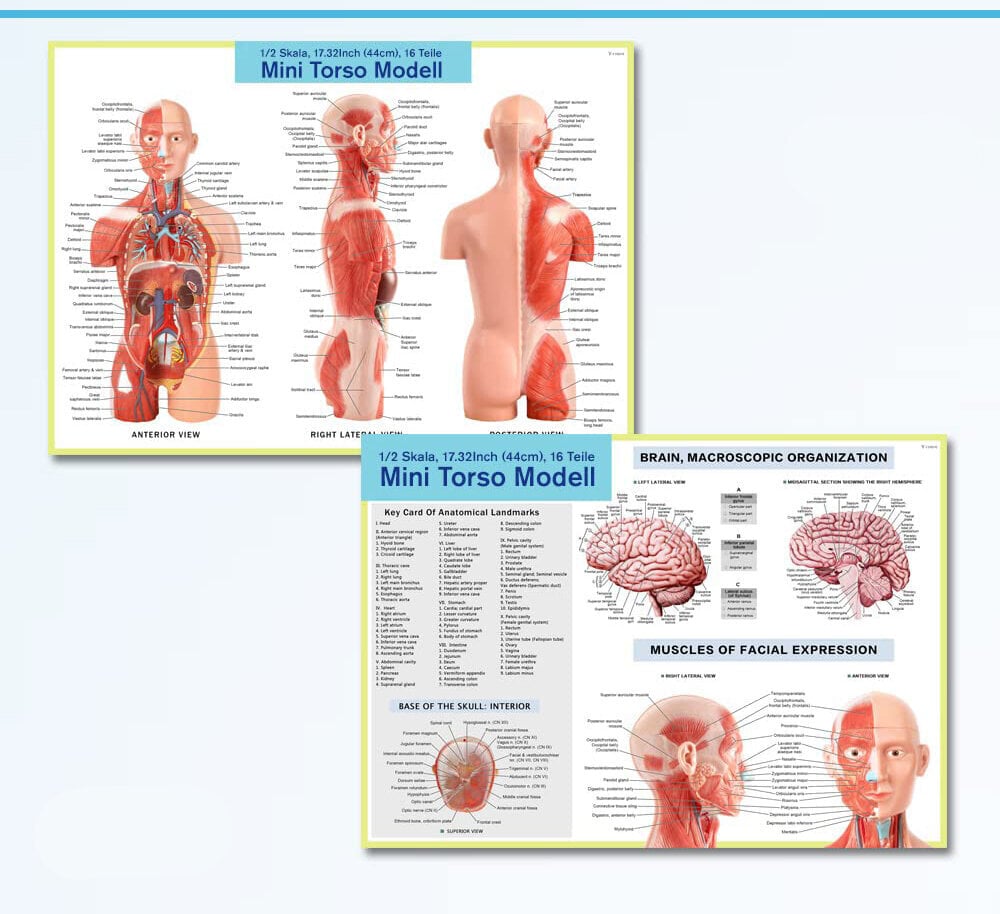 EVOTECH SCIENTIFIC inimese keha mudel, inimese torso mudel, 45cm hind ja info | Mudelautode kollektsioneerimine | kaup24.ee