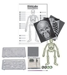 Joonistuskomplekt Inimese skeleti anatoomia hind ja info | Arendavad mänguasjad | kaup24.ee