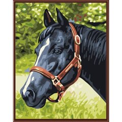 Maalimiskomplekt numbrite järgi Must hobune 30x40 hind ja info | Maalid numbri järgi | kaup24.ee