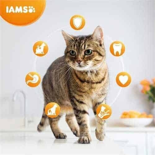 IAMS For Vitality Cat Senior kanaga, 3 kg цена и информация | Kuivtoit kassidele | kaup24.ee