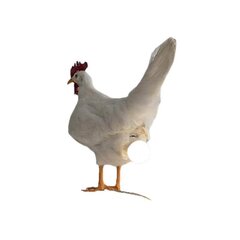 Chicken Led Lamp Egg Night Lamp Taxidermy Egg laualamp hind ja info | Laualambid | kaup24.ee