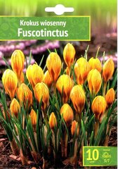 Krookus Fuscotinctus 10 tk hind ja info | Lillesibulad | kaup24.ee