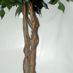 Kunsttaim Ficus 150cm hind ja info | Kunstlilled | kaup24.ee