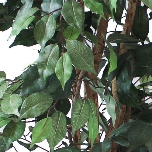 Kunsttaim Ficus 150cm hind ja info | Kunstlilled | kaup24.ee