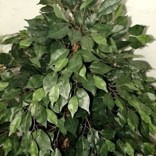 Kunsttaim Ficus 150cm hind ja info | Kunstlilled | kaup24.ee