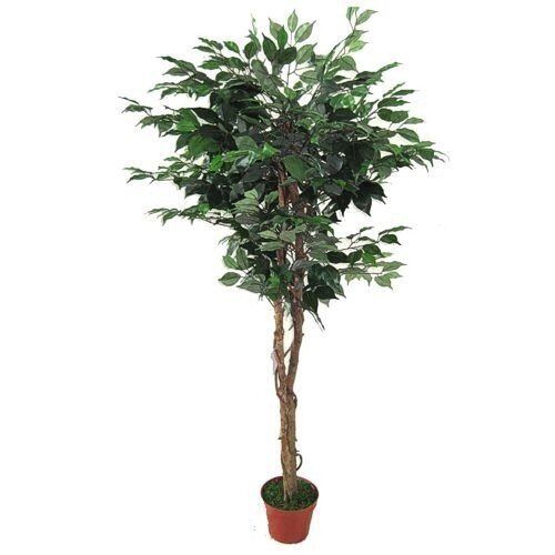 Kunsttaim Ficus 150cm hind ja info | Kunstlilled | kaup24.ee