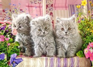 Pusle Castorland Three Grey Kittens, 300 tk. hind ja info | Pusled | kaup24.ee
