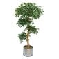 Kunsttaim Ficus 180cm hind ja info | Kunstlilled | kaup24.ee
