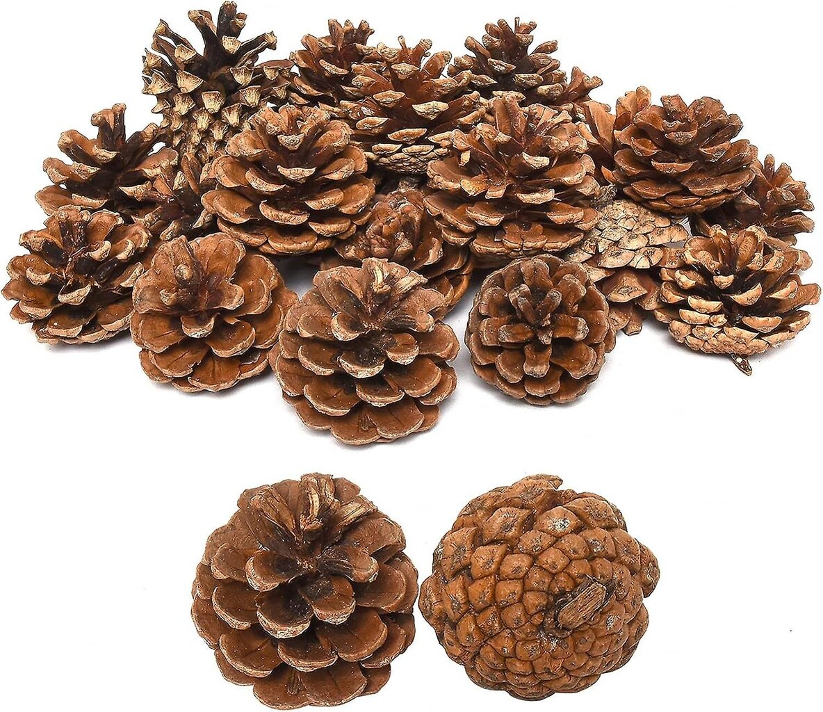 12 Pcs Jõulud Natural Mini Mänd Koonused- Tänupüha Pinecones Kaunistused Vass цена и информация | Peokaunistused | kaup24.ee