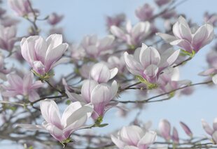 Fototapeet Magnolia цена и информация | Фотообои | kaup24.ee