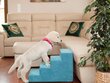 Hobbydog trepp Savoy 4, türkiis, 60x40x40 cm hind ja info | Pesad, padjad | kaup24.ee
