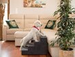 Hobbydog trepp Savoy 4, must, 60x40x40 cm hind ja info | Pesad, padjad | kaup24.ee