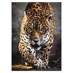 Pusle Clementoni High Quality Leopardi samm, 1000-osaline цена и информация | Пазлы | kaup24.ee