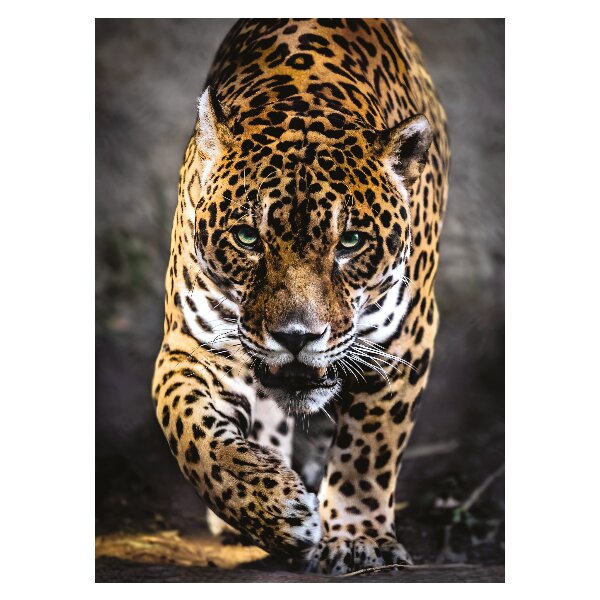 Pusle Clementoni High Quality Leopardi samm, 1000-osaline цена и информация | Pusled | kaup24.ee