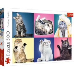 Puske Trefl Kitten, 500 tk hind ja info | Pusled | kaup24.ee