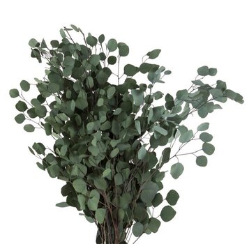 Eukalüpti oksad Populus цена и информация | Спящие стабилизированные розы, растения | kaup24.ee