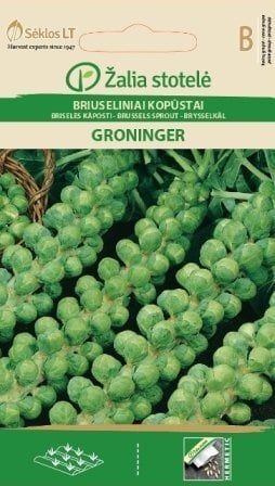 Brüsseli kapsas Groninger цена и информация | Köögivilja-, marjaseemned | kaup24.ee