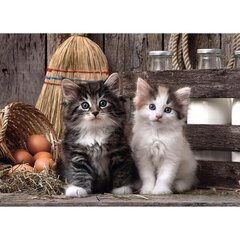 Пазл Clementoni High Quality Lovely Kittens 1000 деталей. цена и информация | Пазлы | kaup24.ee