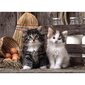 Pusle Clementoni High Quality Lovely Kittens, 1000-osaline цена и информация | Pusled | kaup24.ee