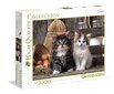 Pusle Clementoni High Quality Lovely Kittens, 1000-osaline цена и информация | Pusled | kaup24.ee