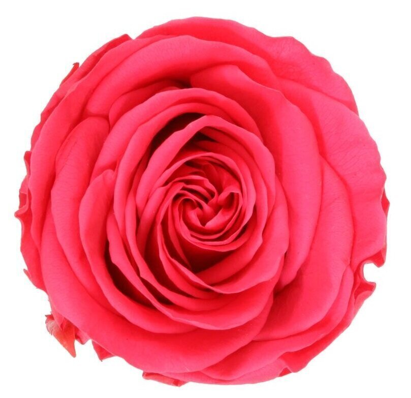 Stabiliseeritud roosid Standard, 6 tk., tumeroosa hind ja info | Uinuvad roosid, taimed | kaup24.ee