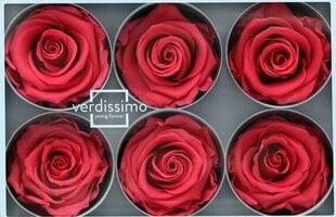 Stabiliseeritud roosid Standard, 6 tk., tumeroosa hind ja info | Uinuvad roosid, taimed | kaup24.ee