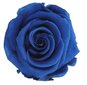 Stabiliseeritud roosid Standard, 6 tk., tumesinine цена и информация | Uinuvad roosid, taimed | kaup24.ee