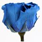 Stabiliseeritud roosid Standard, 6 tk., tumesinine цена и информация | Uinuvad roosid, taimed | kaup24.ee