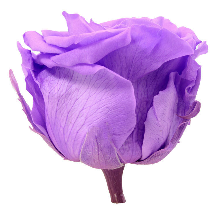 Stabiliseeritud roosid Standard, 6 tk., erelilla hind ja info | Uinuvad roosid, taimed | kaup24.ee