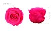 Stabiliseeritud roosid Standard 6 tk., ereroosa цена и информация | Uinuvad roosid, taimed | kaup24.ee