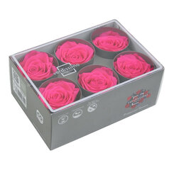 Стабилизированные Standard розы 6 шт., ярко-розовые цена и информация | Спящие стабилизированные розы, растения | kaup24.ee