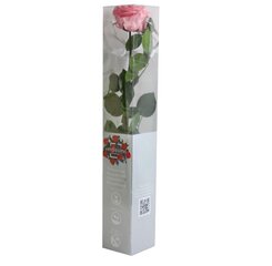 Stabiliseeritud roos Amorosa Premium, roosa hind ja info | Uinuvad roosid, taimed | kaup24.ee