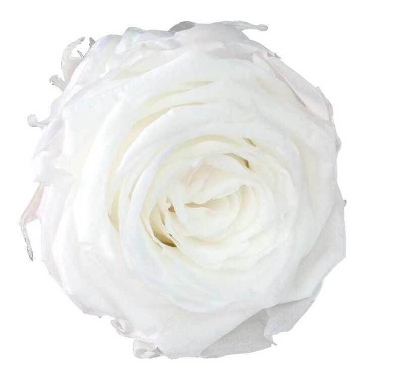 Stabiliseeritud Standard roosid, 6 tk., valged цена и информация | Uinuvad roosid, taimed | kaup24.ee