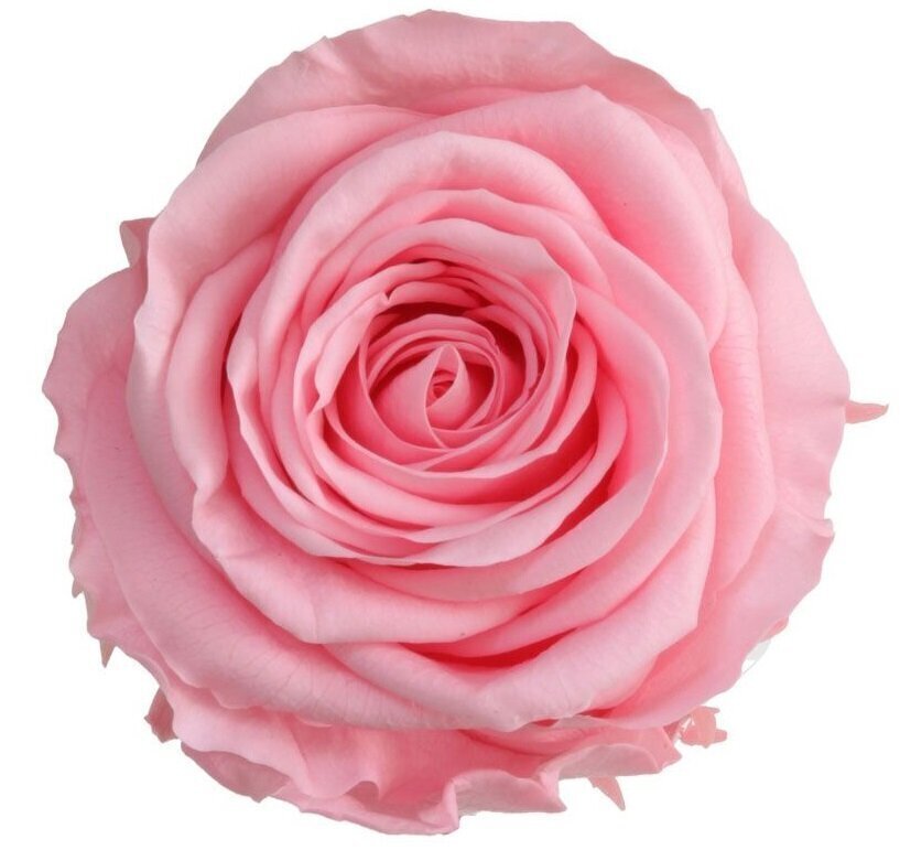Stabiliseeritud Standard roosid 6 tk, roosad цена и информация | Uinuvad roosid, taimed | kaup24.ee