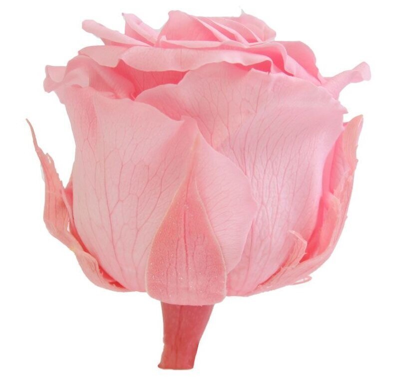 Stabiliseeritud Standard roosid 6 tk, roosad hind ja info | Uinuvad roosid, taimed | kaup24.ee