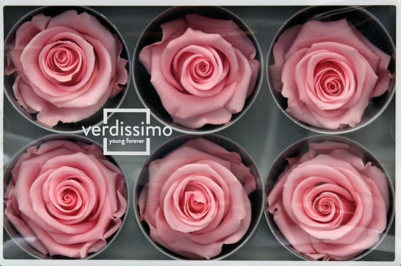 Stabiliseeritud Standard roosid 6 tk, roosad цена и информация | Uinuvad roosid, taimed | kaup24.ee